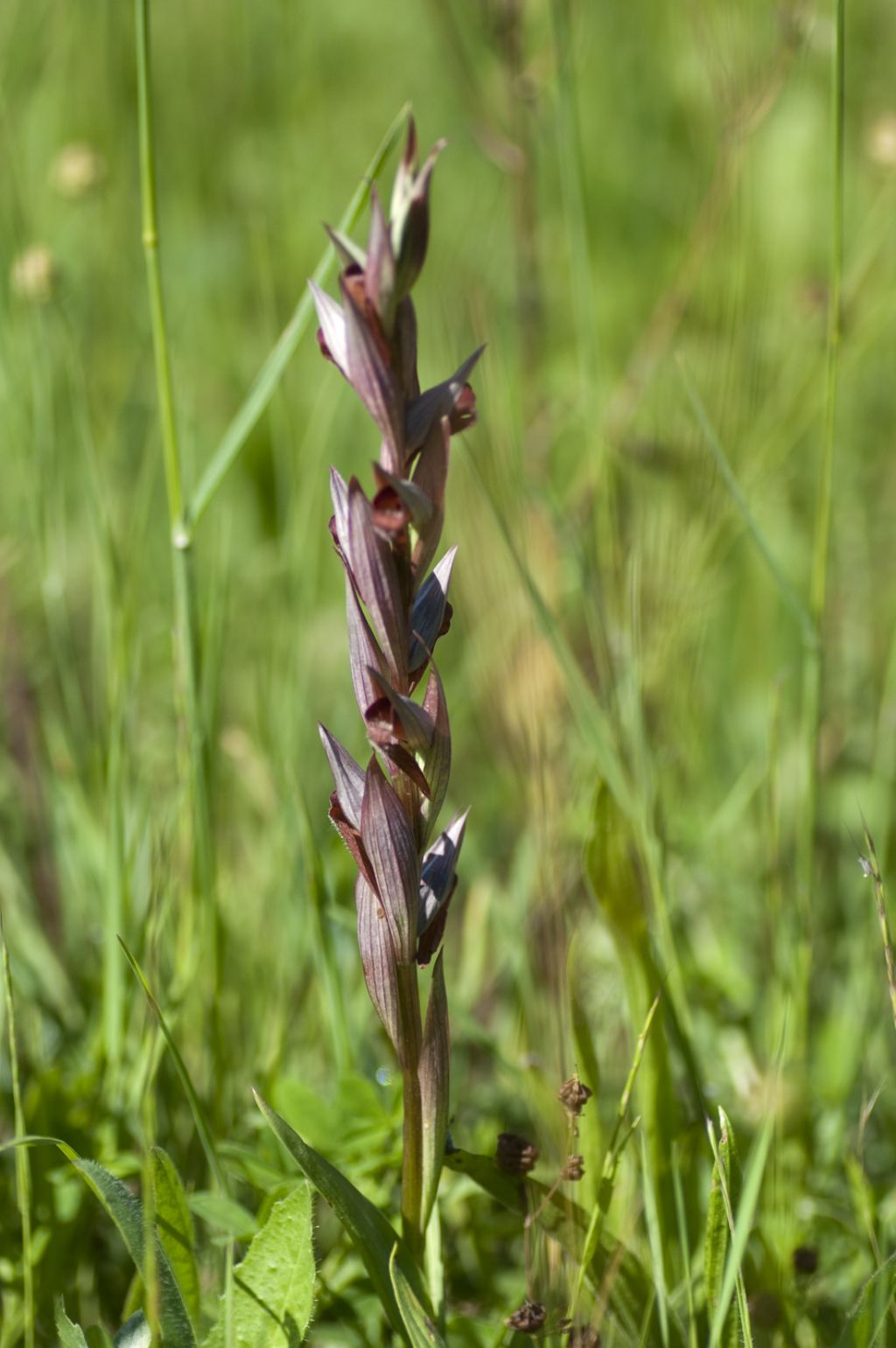 Firenze collina - Serapias vomeracea